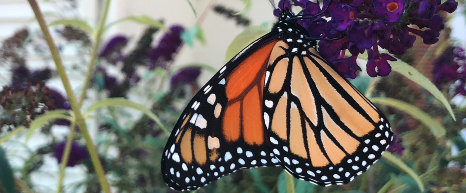 A photograph of a Monarch butterfly hanging from a cluster of purple and orange flowers