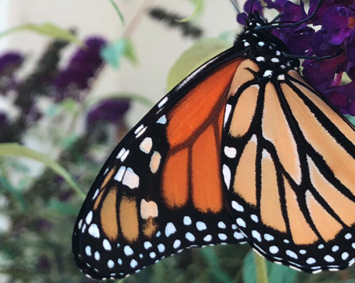 A photograph of a Monarch butterfly hanging from a cluster of purple and orange flowers