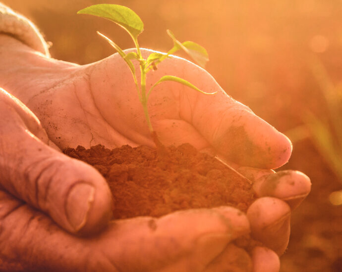 Sunlight illuminates the well-worn hands of an older man wearing a tan sweater. In his hands, he holds a young, green plant nestled in soil. Fertile ground, with young plants, is seen in the background.