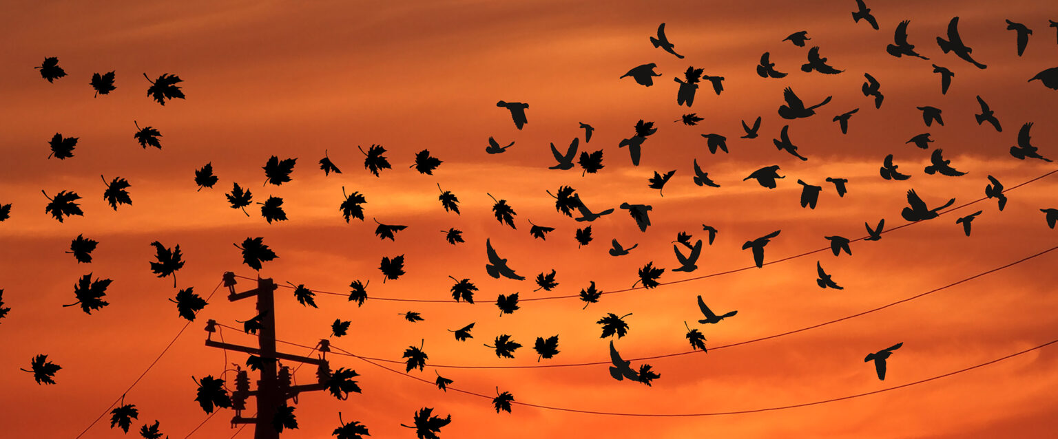 Silhouettes of an electrical pole and lines with flying birds and maple leaves blown through the air, set against an orange sunset.