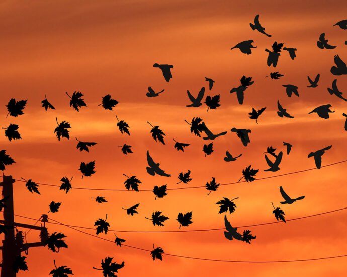 Silhouettes of an electrical pole and lines with flying birds and maple leaves blown through the air, set against an orange sunset.