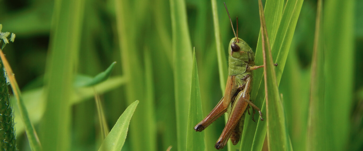 A macro image of a green grasshopper, with golden-brown legs, clinging to blades of grass in a field.