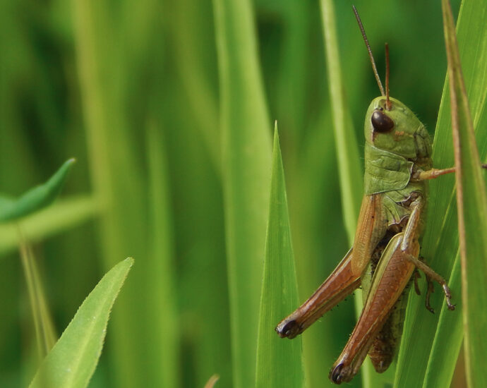 A macro image of a green grasshopper, with golden-brown legs, clinging to blades of grass in a field.