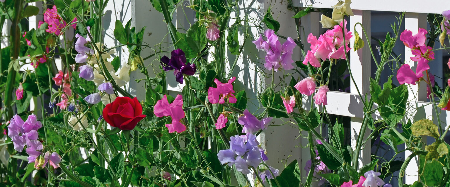 A garden of purple, pink, and white sweet pea flowers beside a trellis, with a single red rose blooming among them.