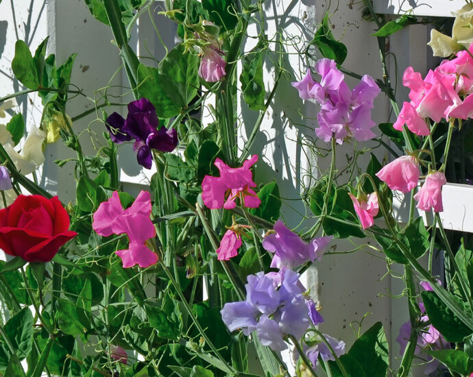 A garden of purple, pink, and white sweet pea flowers beside a trellis, with a single red rose blooming among them.