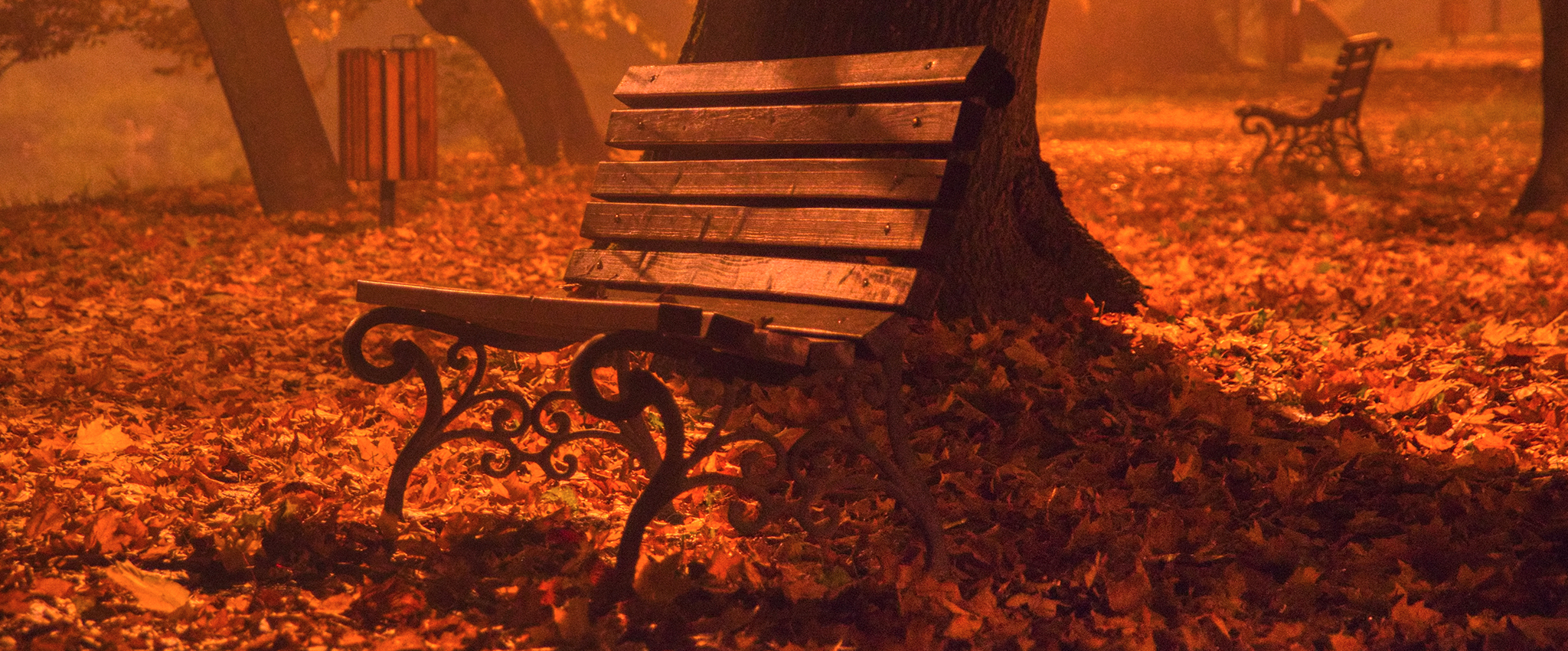 Wood and cast iron park benches sit amongst trees, on the golden, leaf-covered grass of a city park.