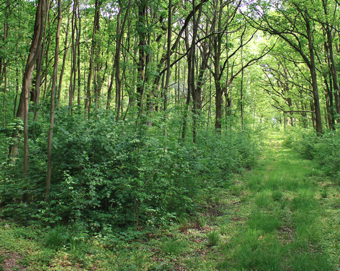 A tree-lined fork in a forest road, a well-worn two-track path curves off to the left, and another grassy, semi-overgrown two-track path is visible straight ahead.