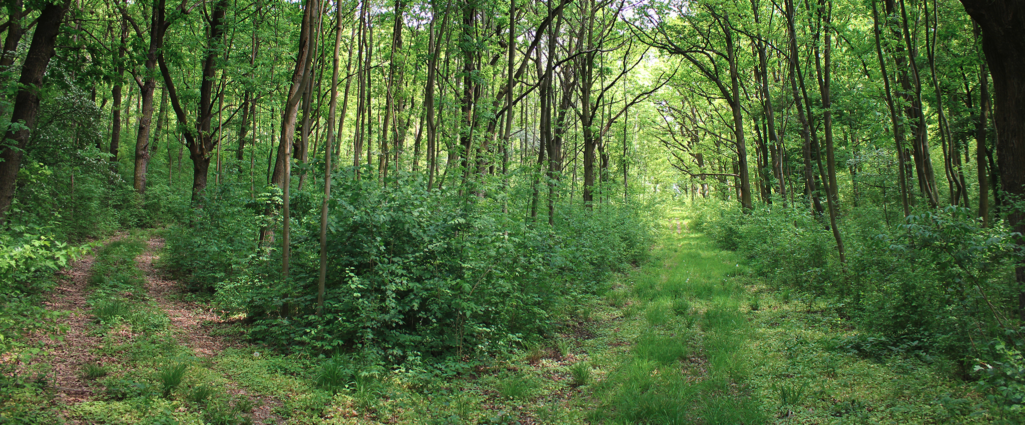 A tree-lined fork in a forest road, a well-worn two-track path curves off to the left, and another grassy, semi-overgrown two-track path is visible straight ahead.
