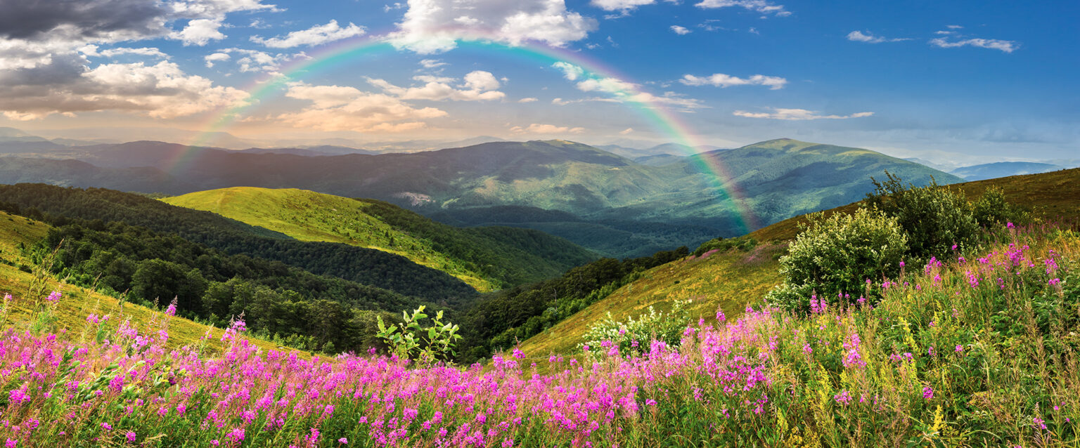 Wild flowers on a hillside, beside a group of grass and tree covered hills. A gray-green mountain range, with a full rainbow rises into the distance at sunrise. Yeah, I know, it's a bit much.