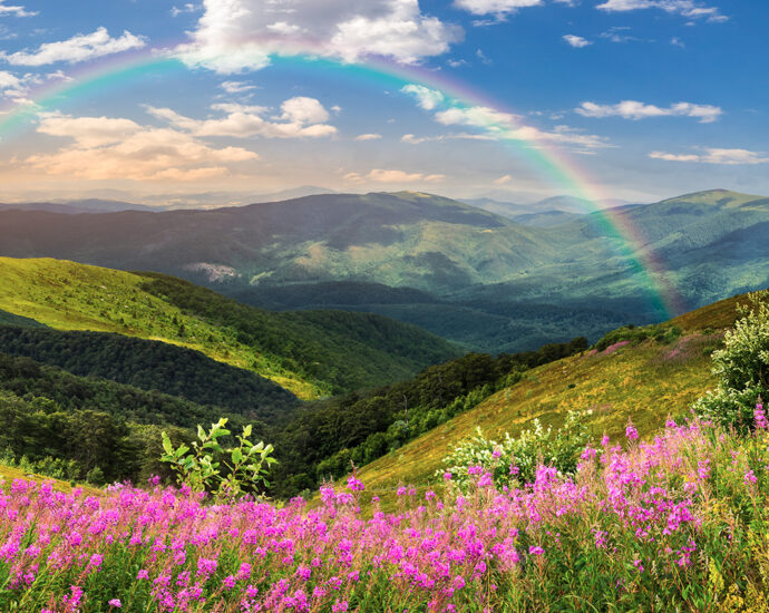 Wild flowers on a hillside, beside a group of grass and tree covered hills. A gray-green mountain range, with a full rainbow rises into the distance at sunrise. Yeah, I know, it's a bit much.
