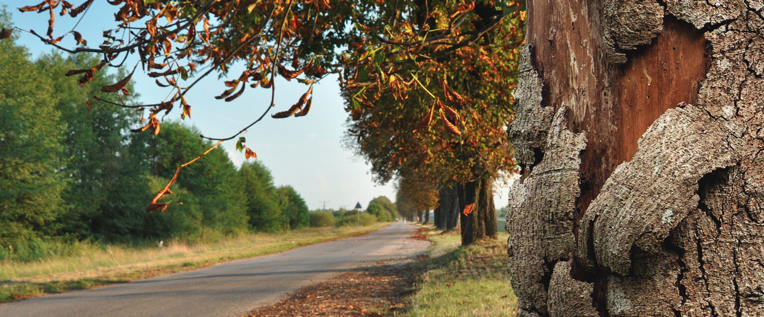 A dying tree, its bark peeling, exposes the dried-out trunk beneath. It is the first in a long row of chestnut trees that line a country road.