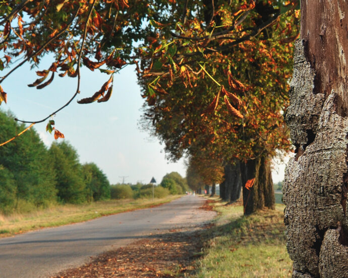 A dying tree, its bark peeling, exposes the dried-out trunk beneath. It is the first in a long row of chestnut trees that line a country road.