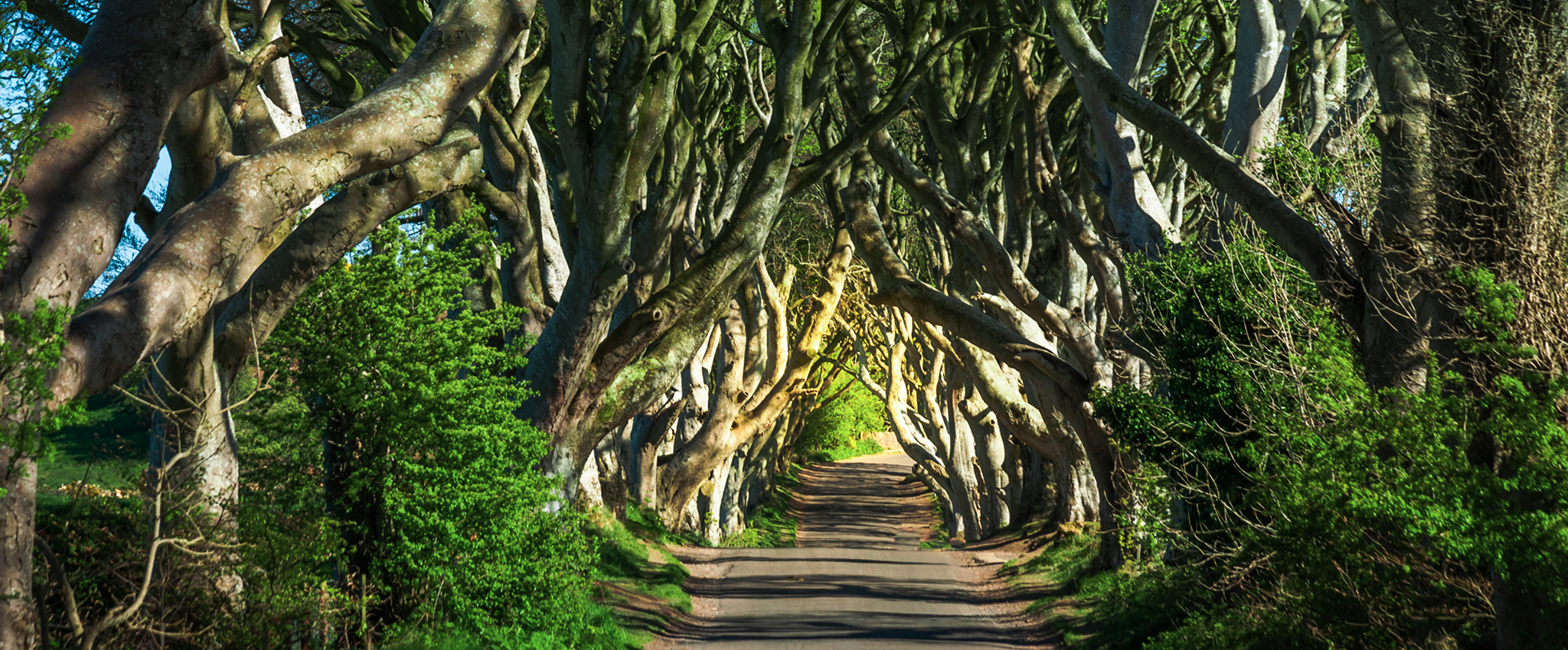 Sunlight illuminates a group of twisting trees that form a canopy above a paved path. The Dark Hedges, Northern Ireland.