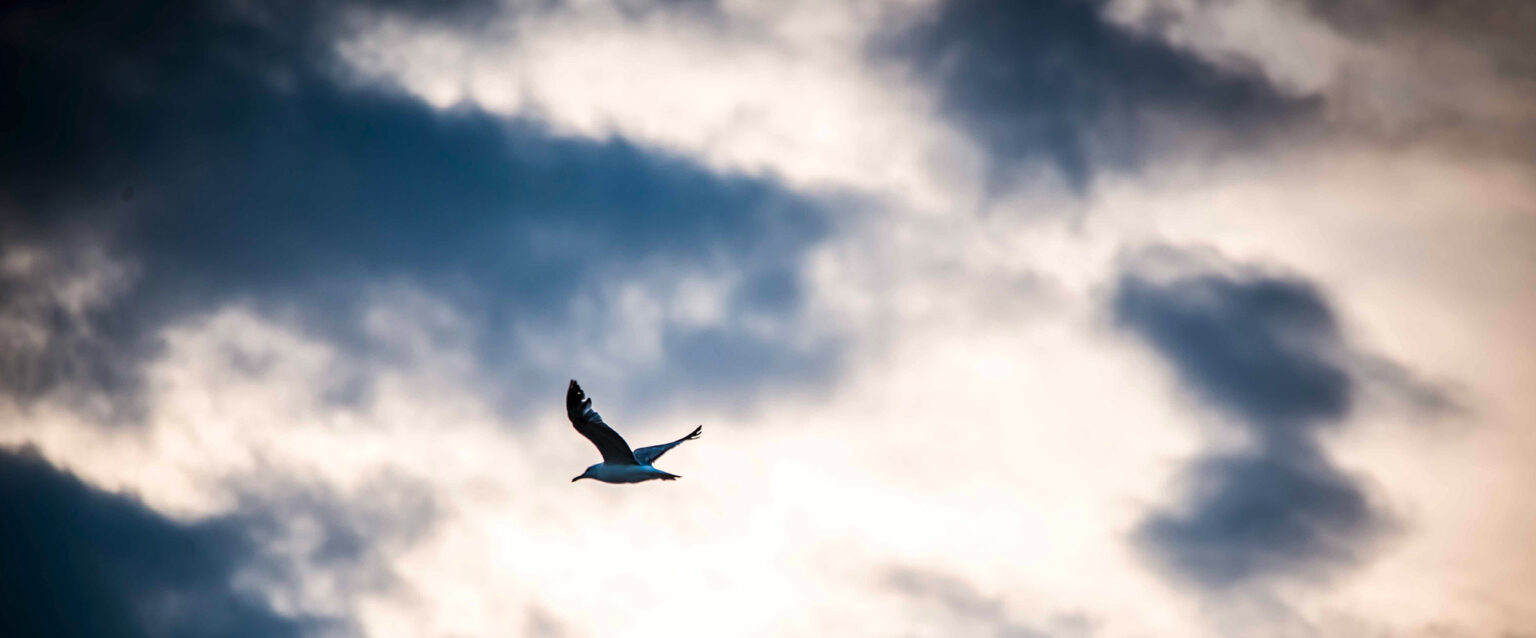 A seagull flies in a cloud-covered sky.