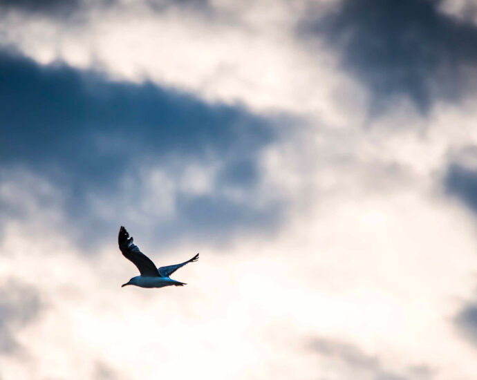 A seagull flies in a cloud-covered sky.