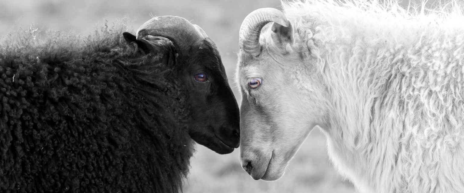 A monochrome image of two Icelandic sheep standing face to face, one is black and the other white. The only color in the image is in the sheep's eyes—the black sheep's eyes are brown and the white sheep's are gold and green.