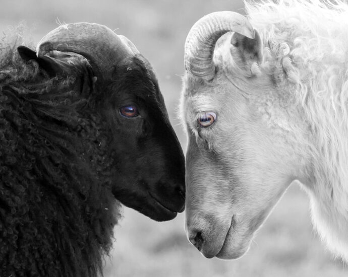 A monochrome image of two Icelandic sheep standing face to face, one is black and the other white. The only color in the image is in the sheep's eyes—the black sheep's eyes are brown and the white sheep's are gold and green.