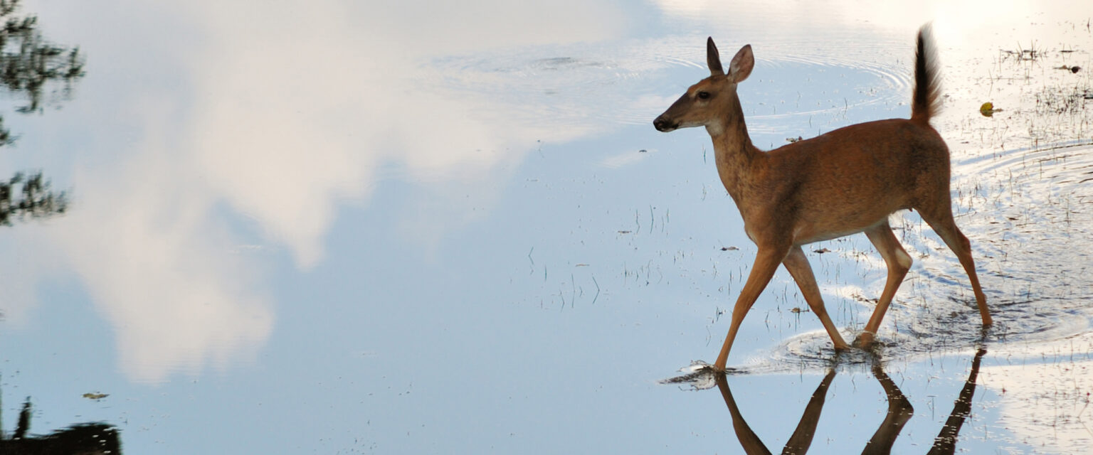 A whitetail deer doe is walking through the water, across a small pond.