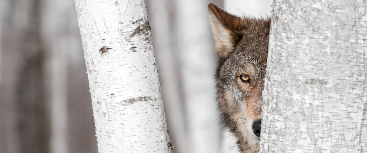 A grey wolf peeks out from behind a birch tree.