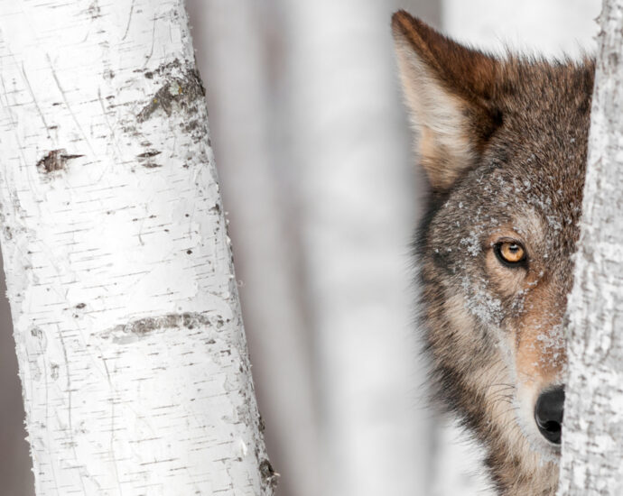 A grey wolf peeks out from behind a birch tree.