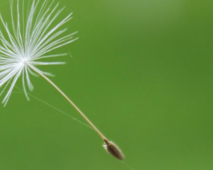 A dandelion seed parachute entangled in a spider web.