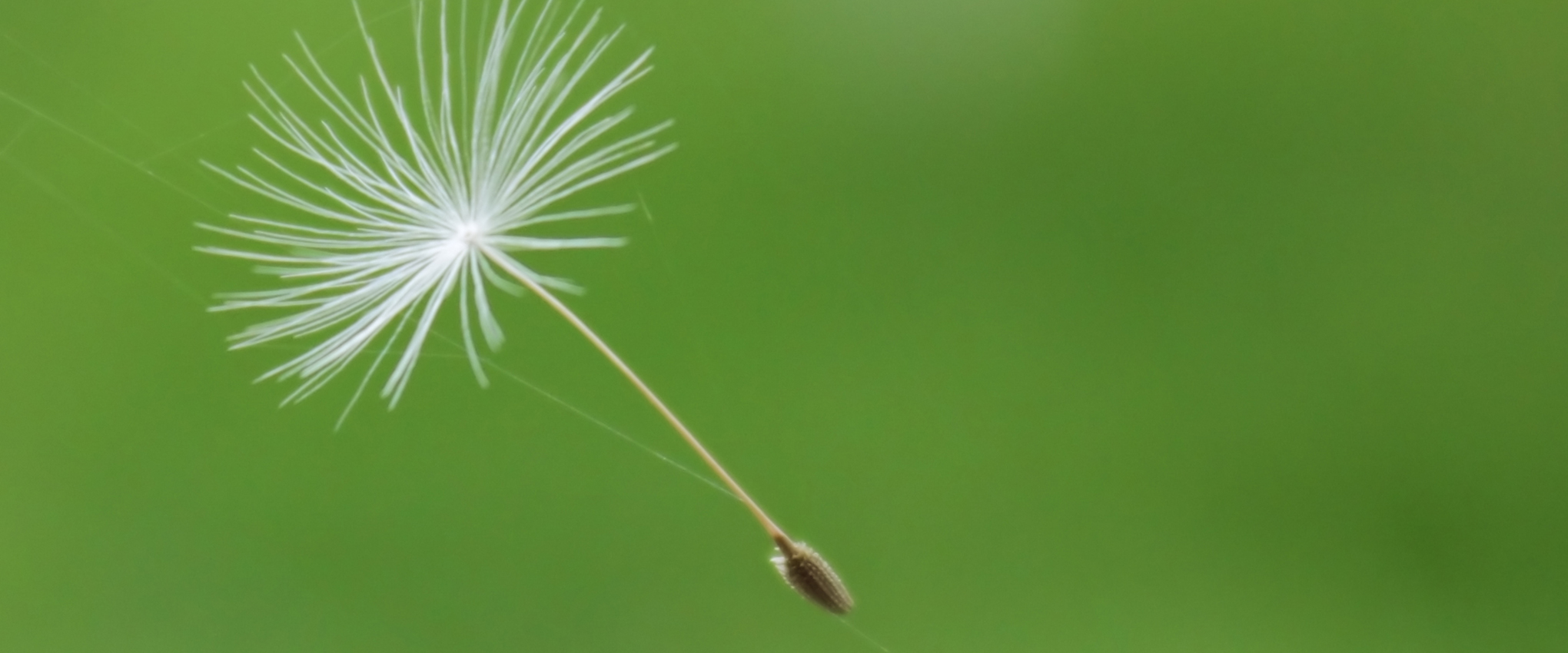 A dandelion seed parachute entangled in a spider web.