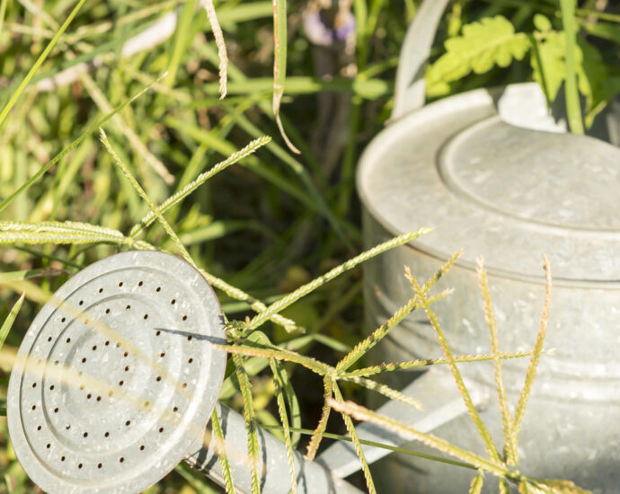 An old tin watering can sits in a garden, overgrown with weeds.