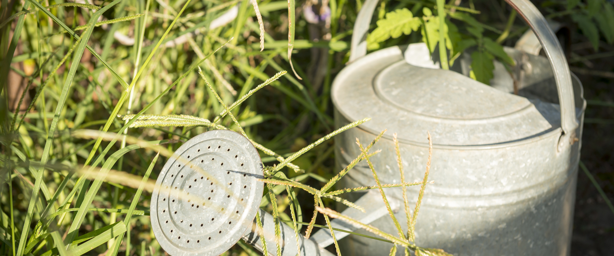 An old tin watering can sits in a garden, overgrown with weeds.