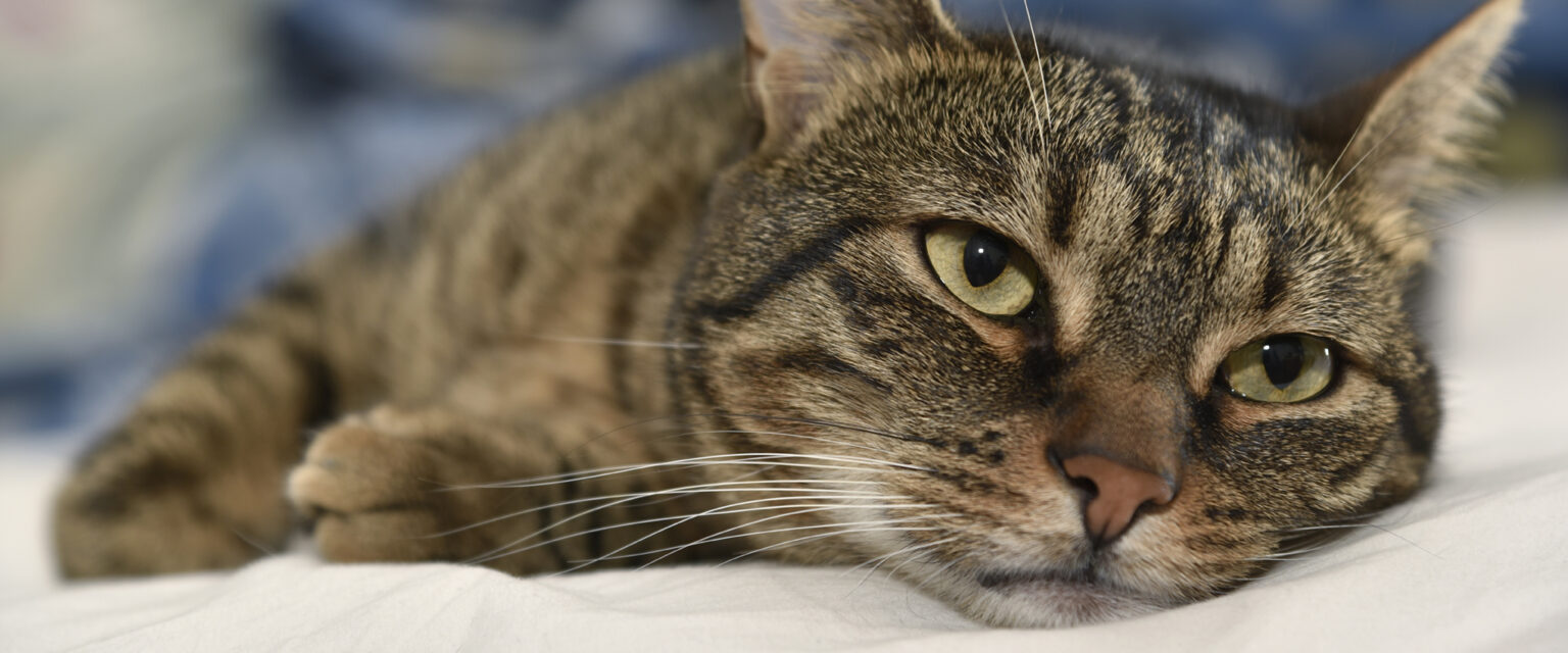 A portrait of a bored domestic cat, lying on a white sheet.