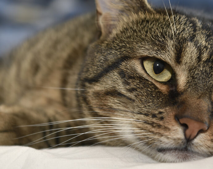 A portrait of a bored domestic cat, lying on a white sheet.