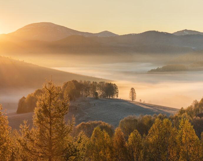 The picturesque autumn view of a beautiful golden sunrise. A dense fog covers a mountain valley with gold-colored trees lining the foreground.