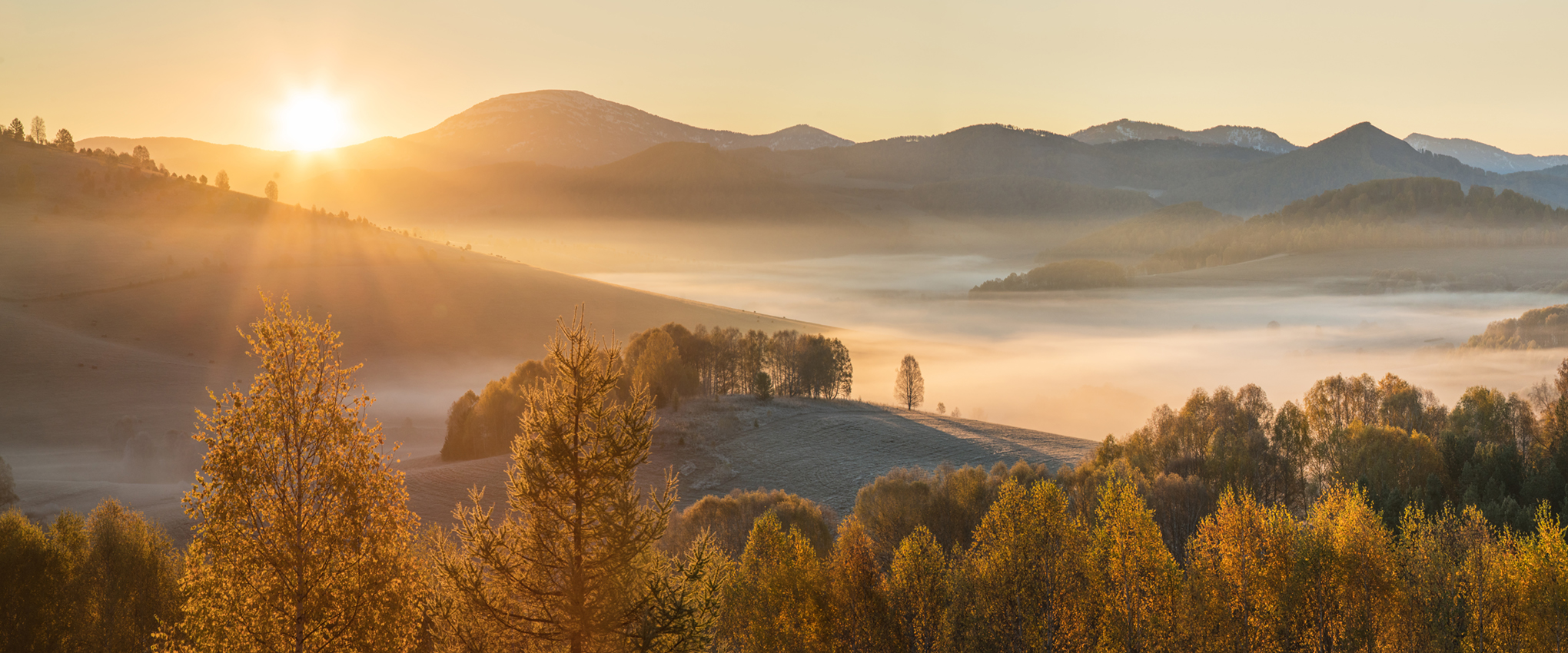 The picturesque autumn view of a beautiful golden sunrise. A dense fog covers a mountain valley with gold-colored trees lining the foreground.