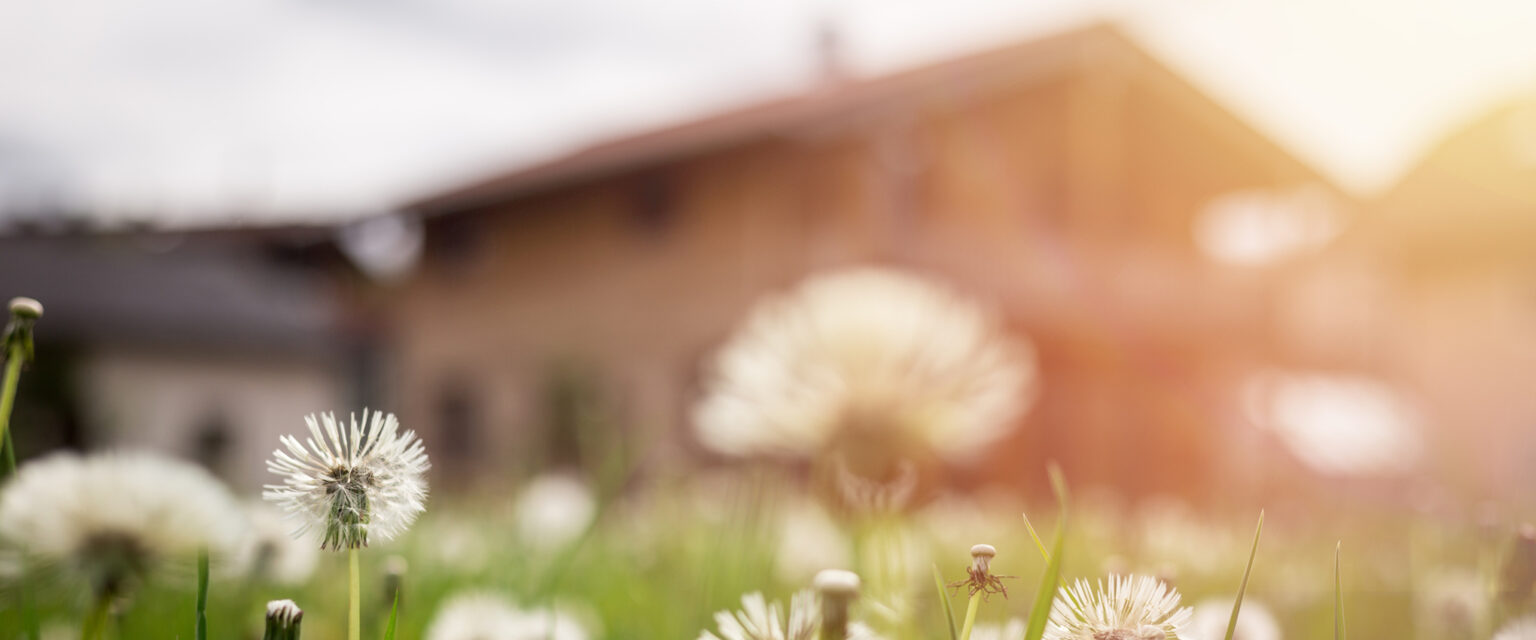 Faded dandelion flowers in the foreground, with a blurry house in the background
