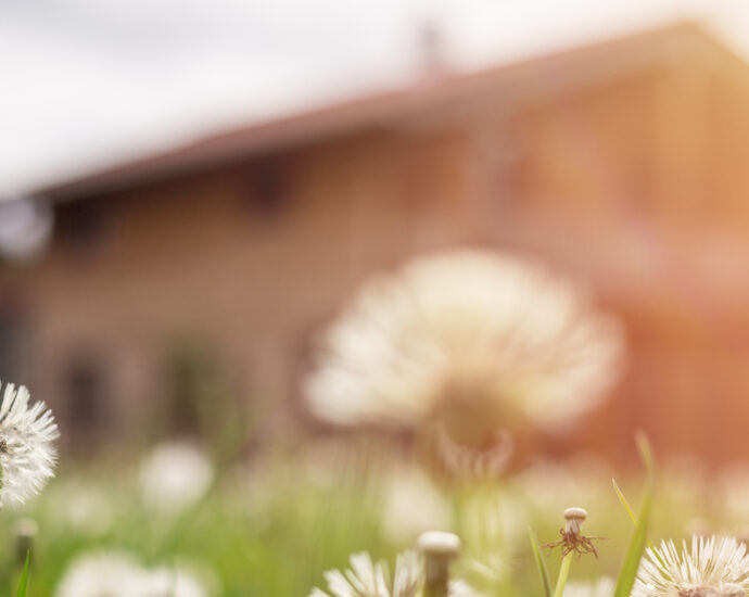 Faded dandelion flowers in the foreground, with a blurry house in the background
