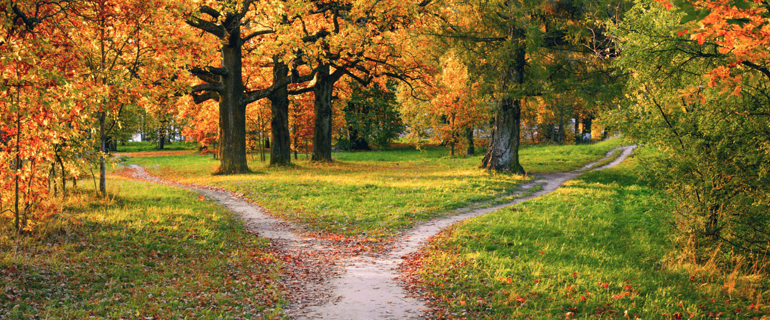 A wide path, strewn with fallen autumn leaves, divides into two paths that diverge in different directions. Autumn landscape.