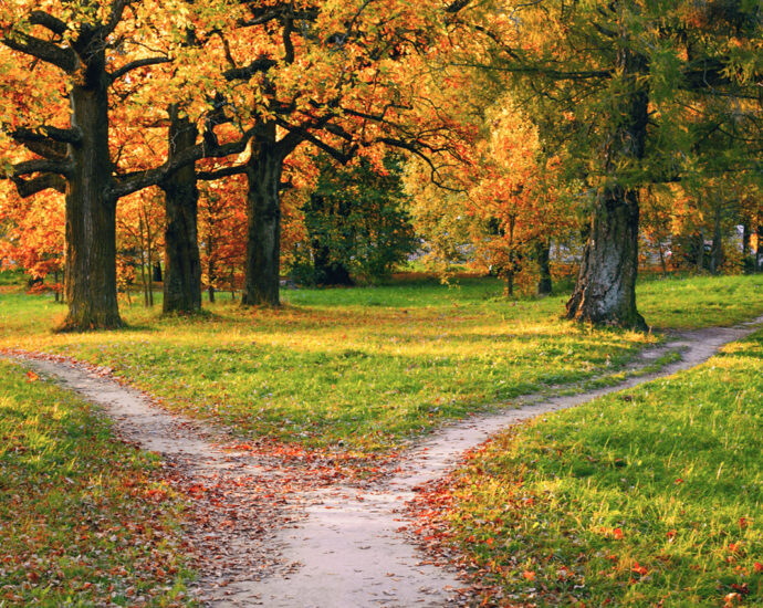 A wide path, strewn with fallen autumn leaves, divides into two paths that diverge in different directions. Autumn landscape.