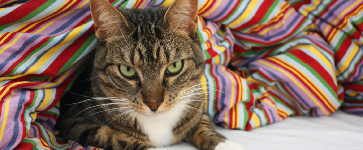 Beautiful European cat resting inside an Eiderdown (Image: Xvaldes)