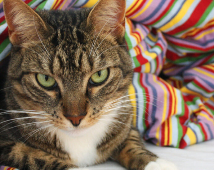 Beautiful European cat resting inside an Eiderdown (Image: Xvaldes)