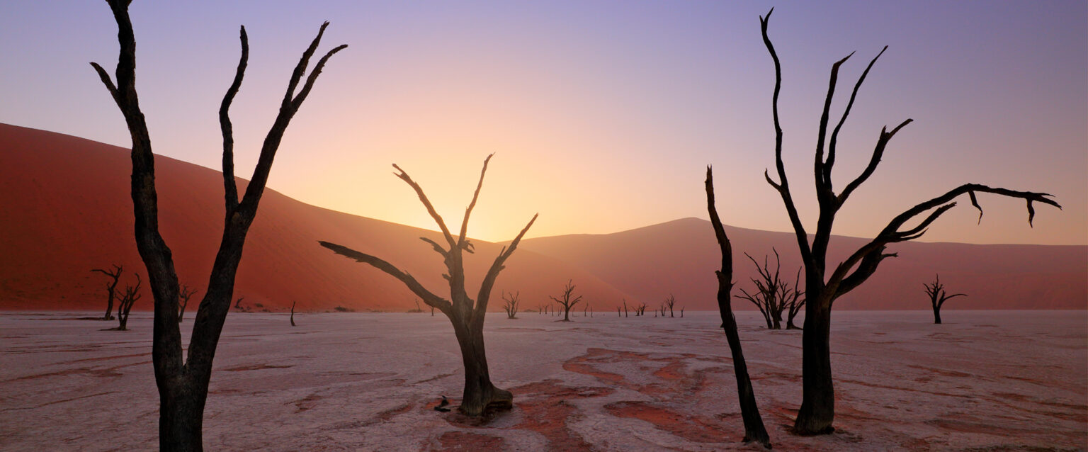 Deadvlei in the first light of the sunrise. A white clay floor, a large orange-pink dune, and an old acacia tree. An African landscape from Sossusvlei, Namib Desert, Namibia, Southern Africa. Red sand floor backed by the biggest sand dune in the world.