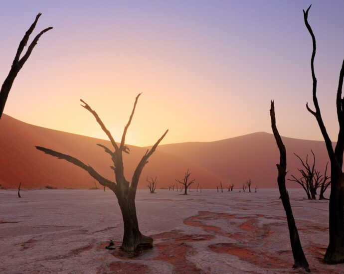 Deadvlei in the first light of the sunrise. A white clay floor, a large orange-pink dune, and an old acacia tree. An African landscape from Sossusvlei, Namib Desert, Namibia, Southern Africa. Red sand floor backed by the biggest sand dune in the world.