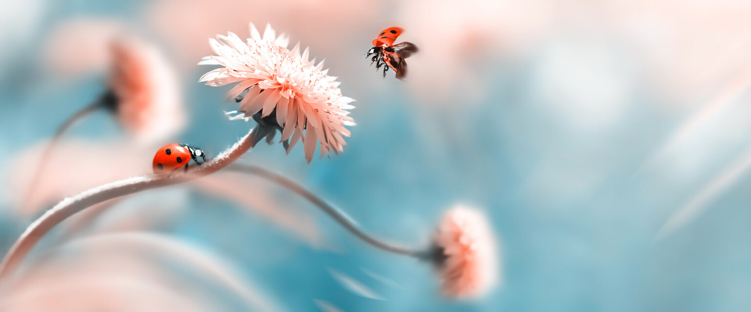 Two ladybugs, one in flight and the other sitting on the stem of an orange spring flower. An artistic macro image with a blue background containing more, out-of-focus flowers.