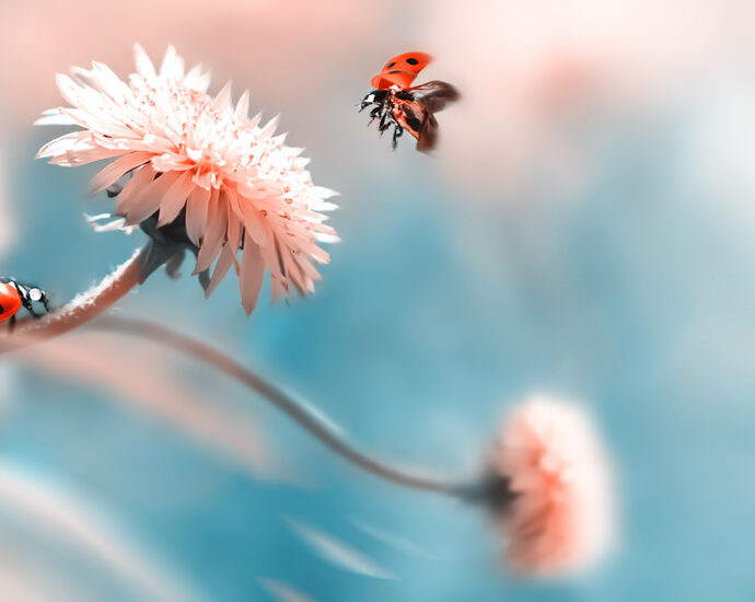 Two ladybugs, one in flight and the other sitting on the stem of an orange spring flower. An artistic macro image with a blue background containing more, out-of-focus flowers.