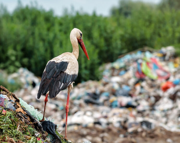 A stork and gulls sit atop the rubbish in a public landfill.