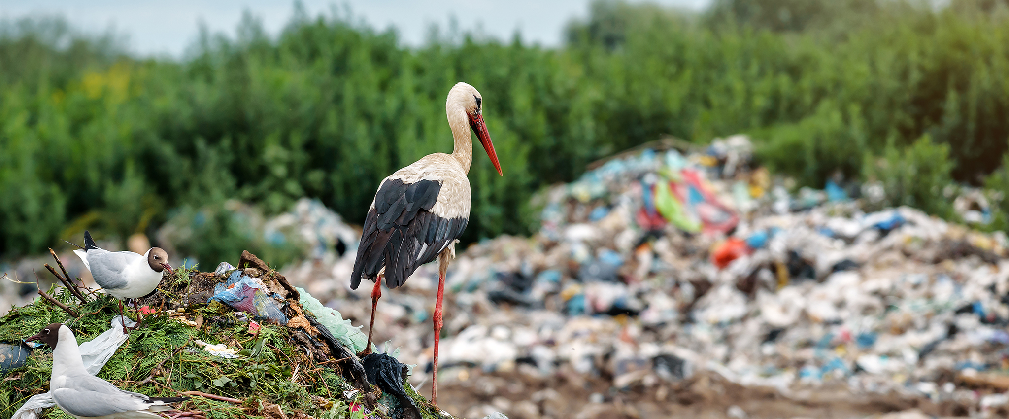 A stork and gulls sit atop the rubbish in a public landfill.
