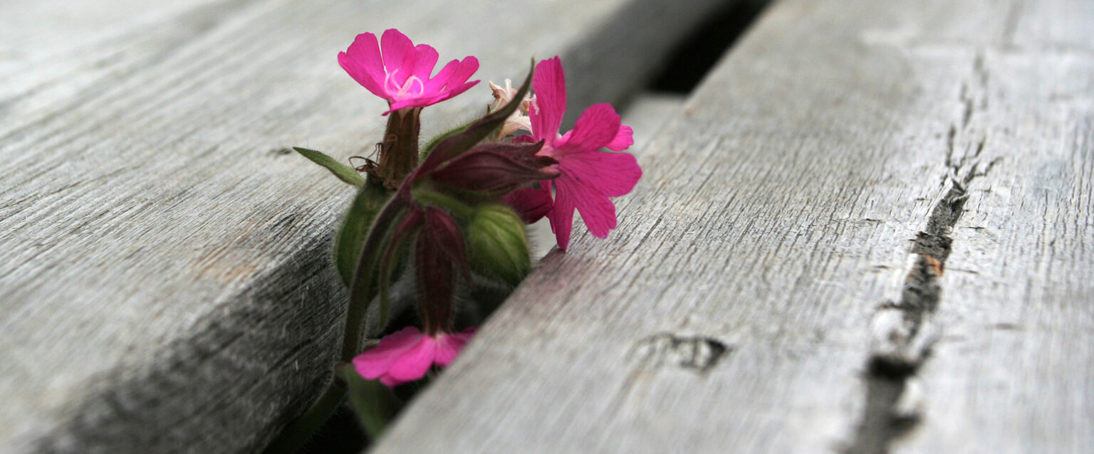 A small, pink flower grows up between the unfinished, wood planks of a home deck.