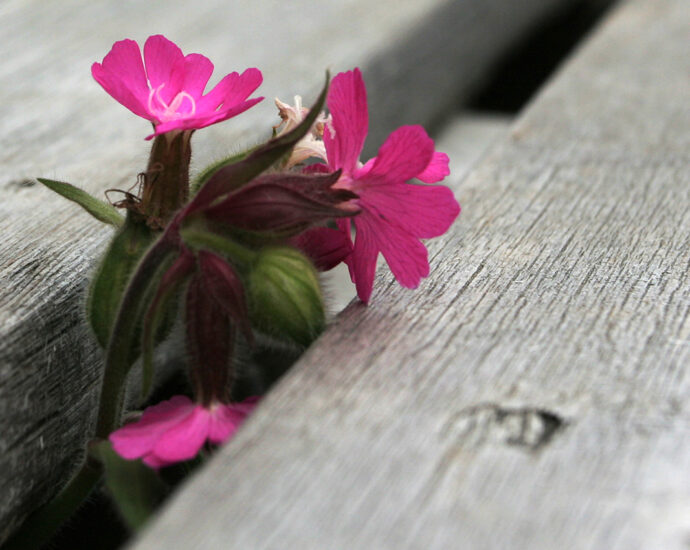 A small, pink flower grows up between the unfinished, wood planks of a home deck.
