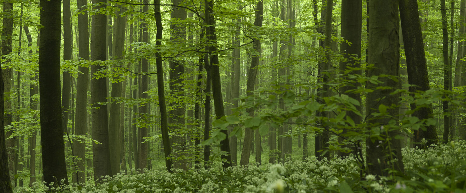 A dense, green forest with a grove of beech trees and lush undergrowth.