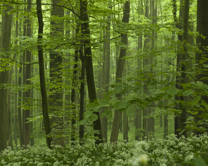 A dense, green forest with a grove of beech trees and lush undergrowth.