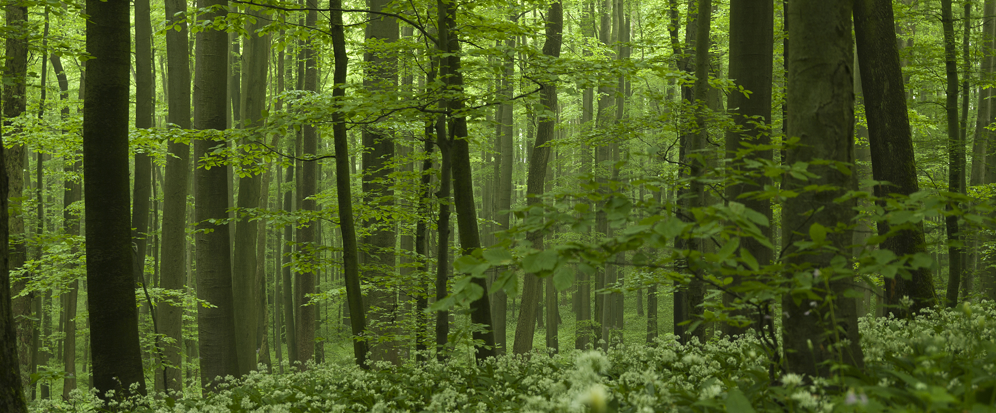 A dense, green forest with a grove of beech trees and lush undergrowth.