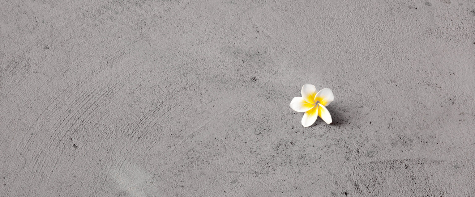 A lone white and yellow frangipani flower on a cement floor.
